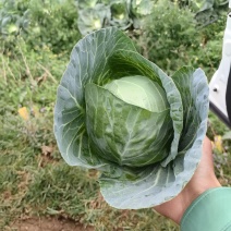 精品甘蓝，什么标准都有