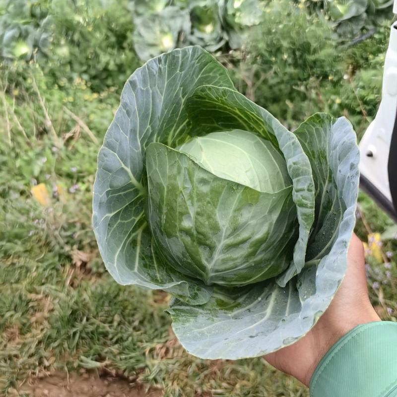 精品甘蓝，什么标准都有