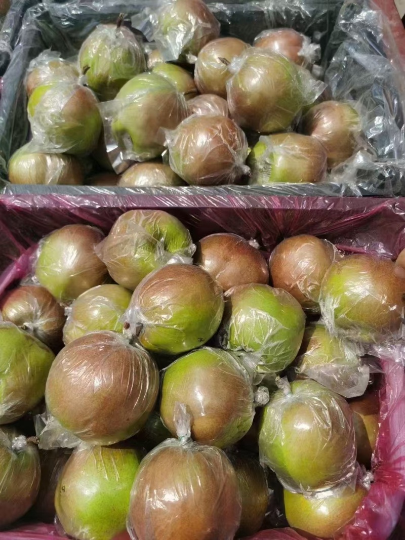 山西隰县香梨玉露香梨库存货量大从优批发零售欢迎