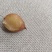 野生石黄皮