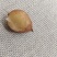 野生石黄皮