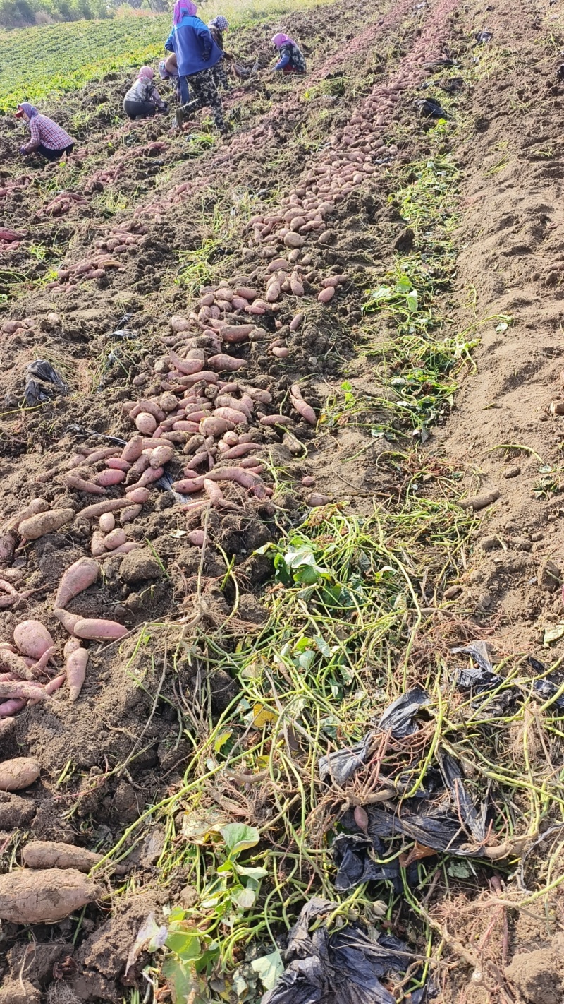 东北老品种甜掉牙地瓜