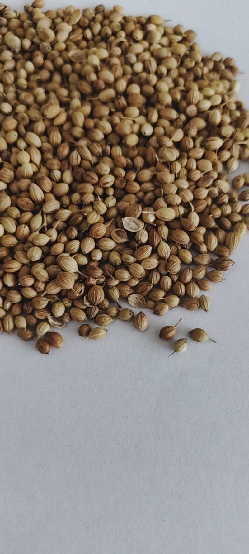新货香菜籽芫荽子芫茜孑香菜籽胡荽籽香料调味卤料调味料