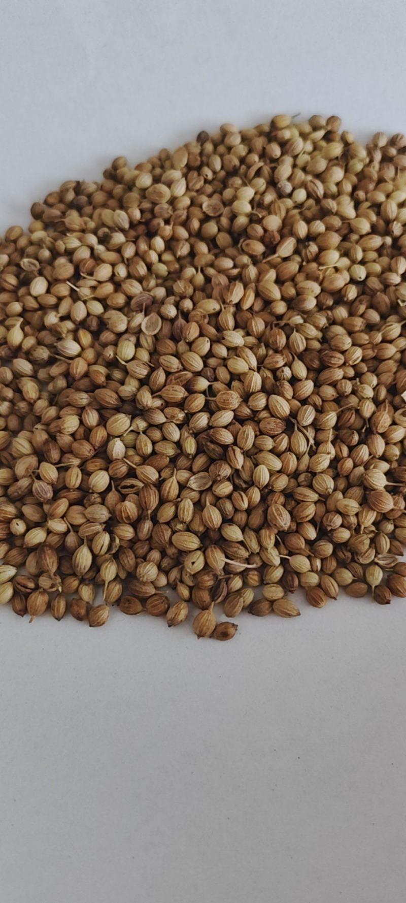 新货香菜籽芫荽子芫茜孑香菜籽胡荽籽香料调味卤料调味料
