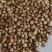 新货香菜籽芫荽子芫茜孑香菜籽胡荽籽香料调味卤料调味料