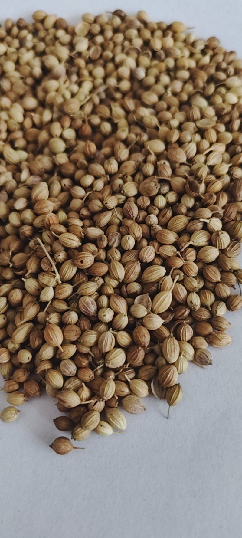 新货香菜籽芫荽子芫茜孑香菜籽胡荽籽香料调味卤料调味料