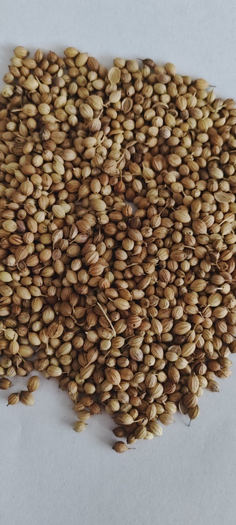 新货香菜籽芫荽子芫茜孑香菜籽胡荽籽香料调味卤料调味料