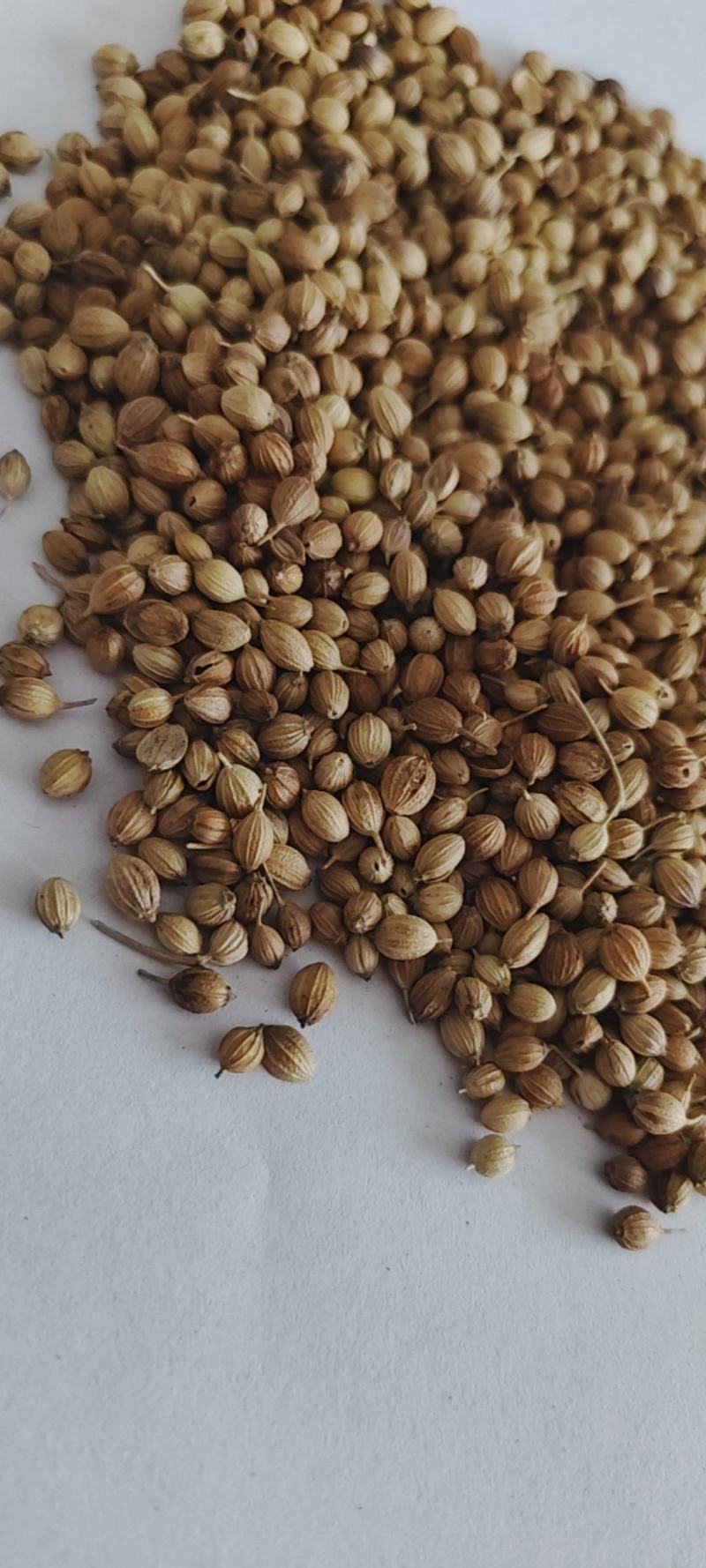 新货香菜籽芫荽子芫茜孑香菜籽胡荽籽香料调味卤料调味料