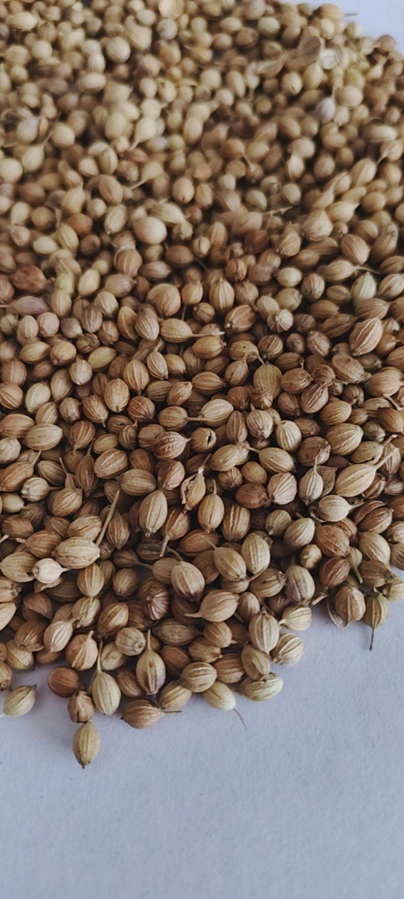 新货香菜籽芫荽子芫茜孑香菜籽胡荽籽香料调味卤料调味料