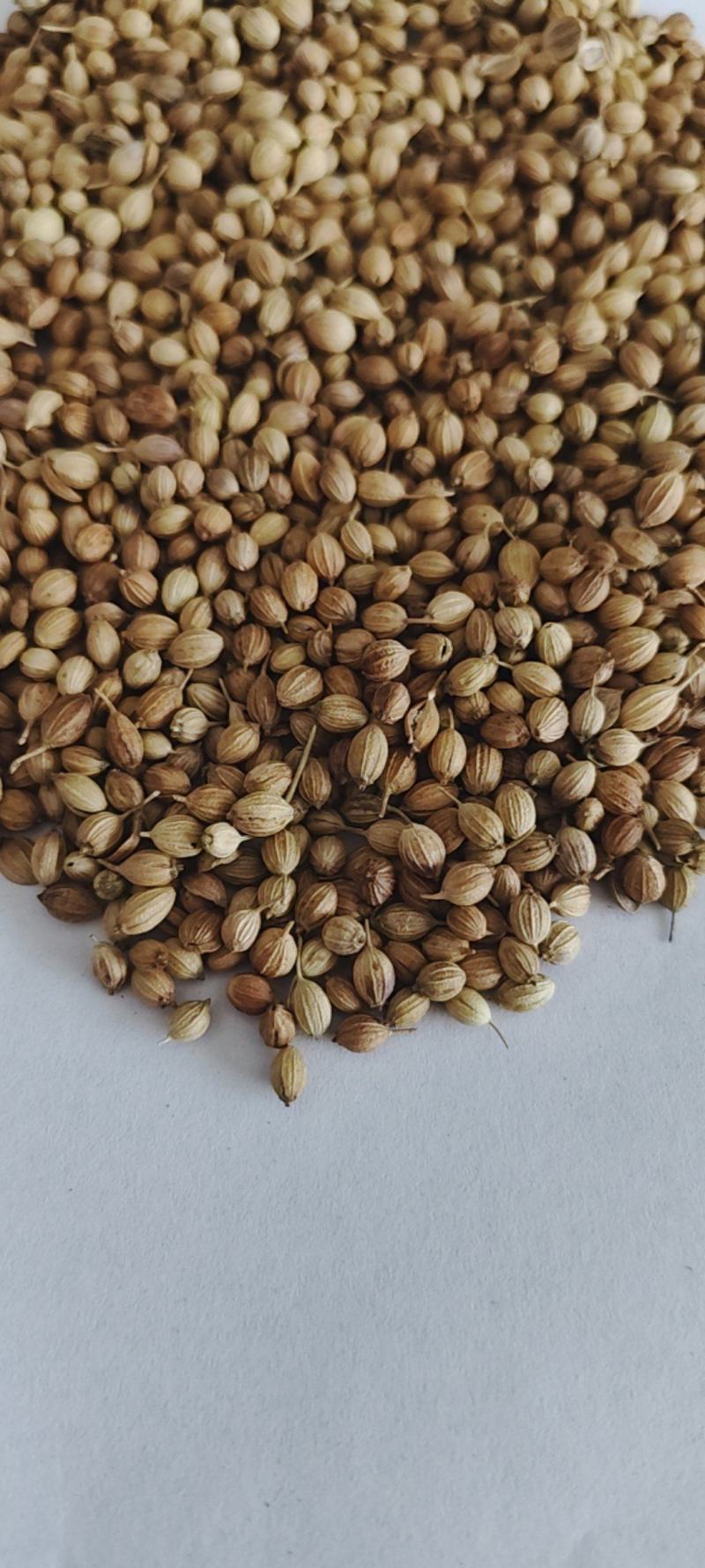 新货香菜籽芫荽子芫茜孑香菜籽胡荽籽香料调味卤料调味料