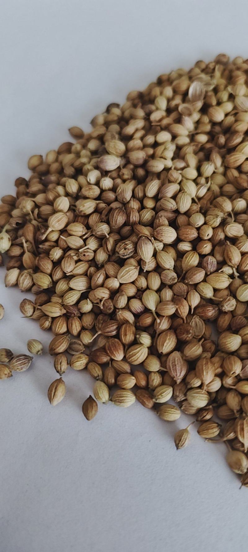 新货香菜籽芫荽子芫茜孑香菜籽胡荽籽香料调味卤料调味料