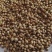 新货香菜籽芫荽子芫茜孑香菜籽胡荽籽香料调味卤料调味料