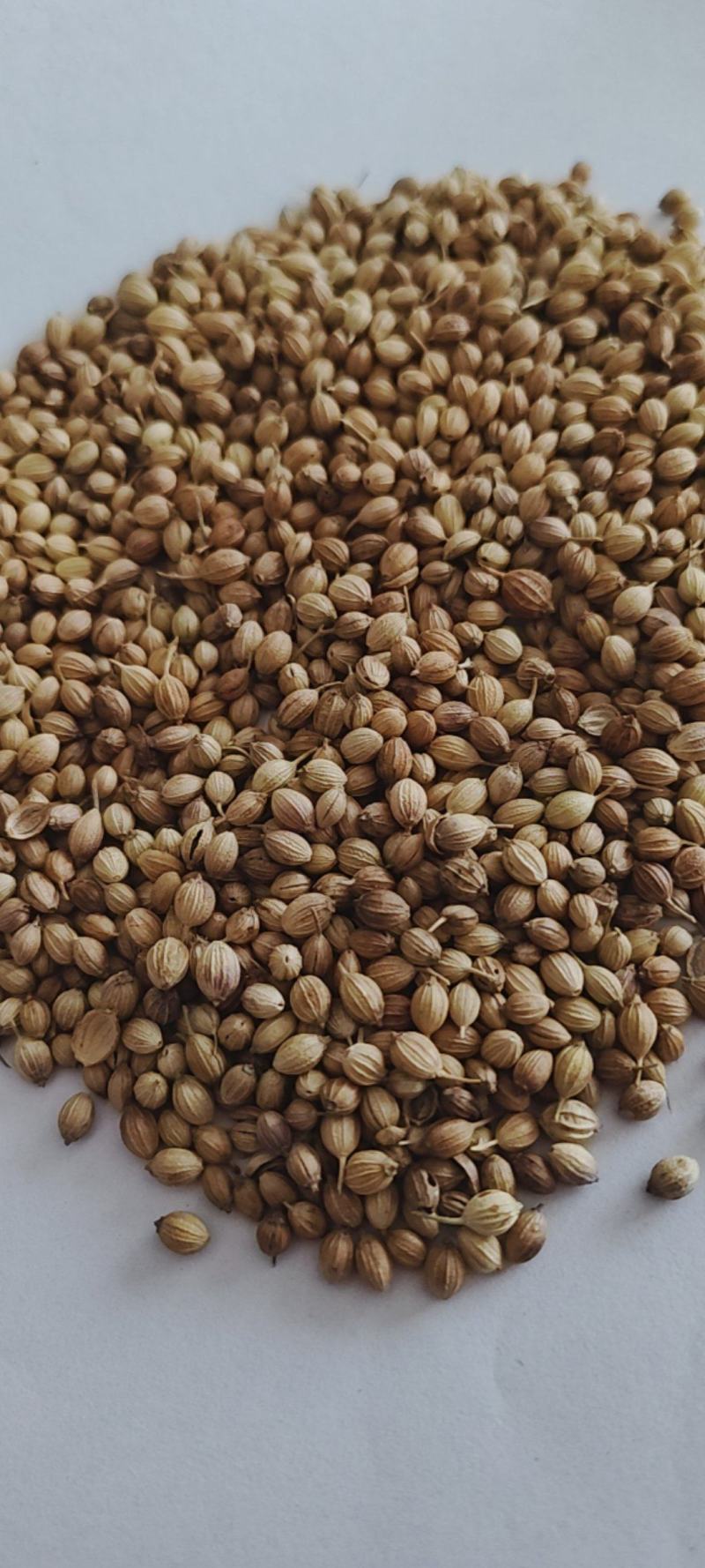 新货香菜籽芫荽子芫茜孑香菜籽胡荽籽香料调味卤料调味料