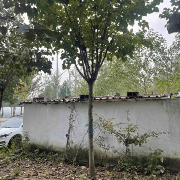 紫荆，巨紫荆产地直销，精品树形，各种规格齐全