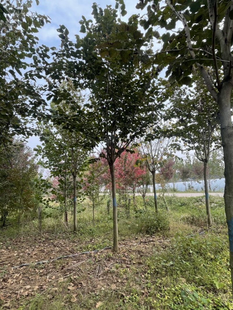 紫荆，巨紫荆产地直销，精品树形，各种规格齐全