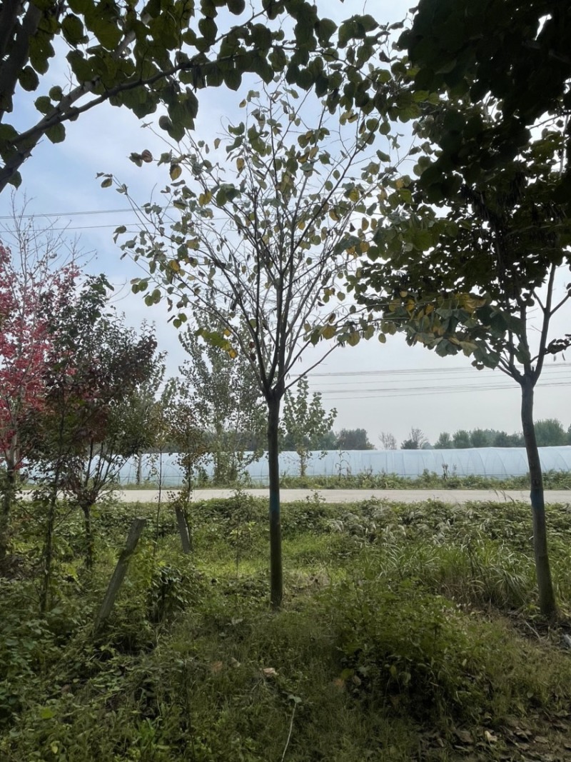 紫荆，巨紫荆产地直销，精品树形，各种规格齐全