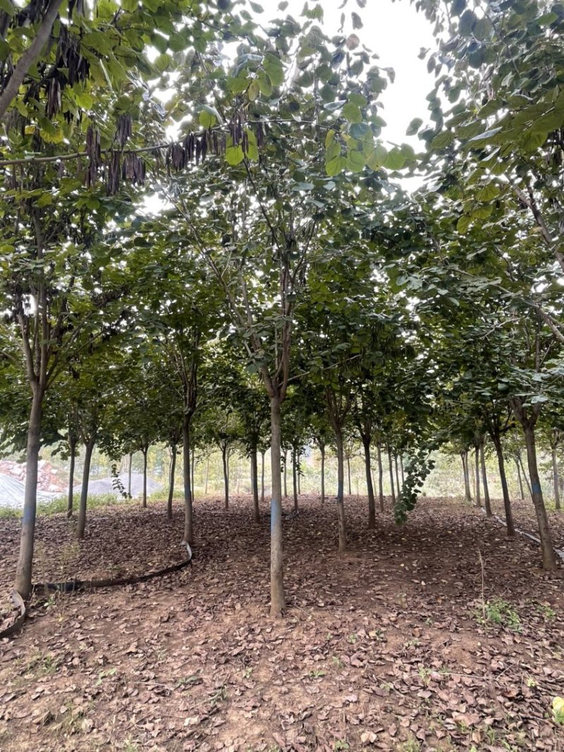 紫荆，巨紫荆产地直销，精品树形，各种规格齐全