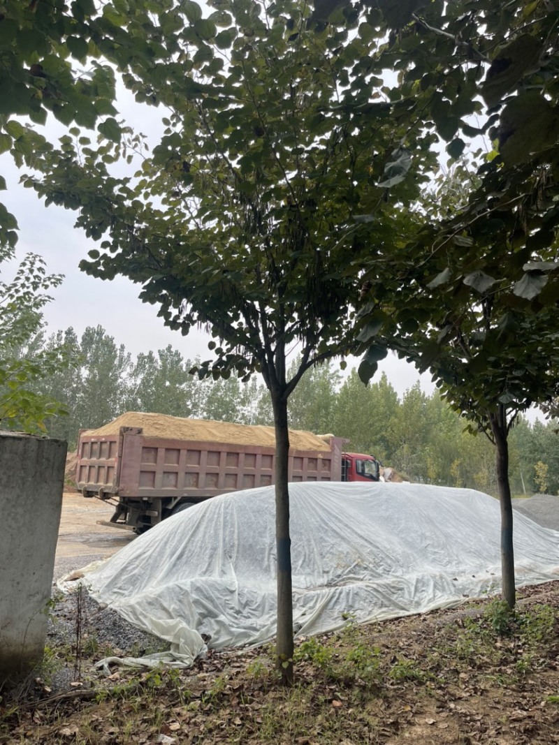 紫荆，巨紫荆产地直销，精品树形，各种规格齐全