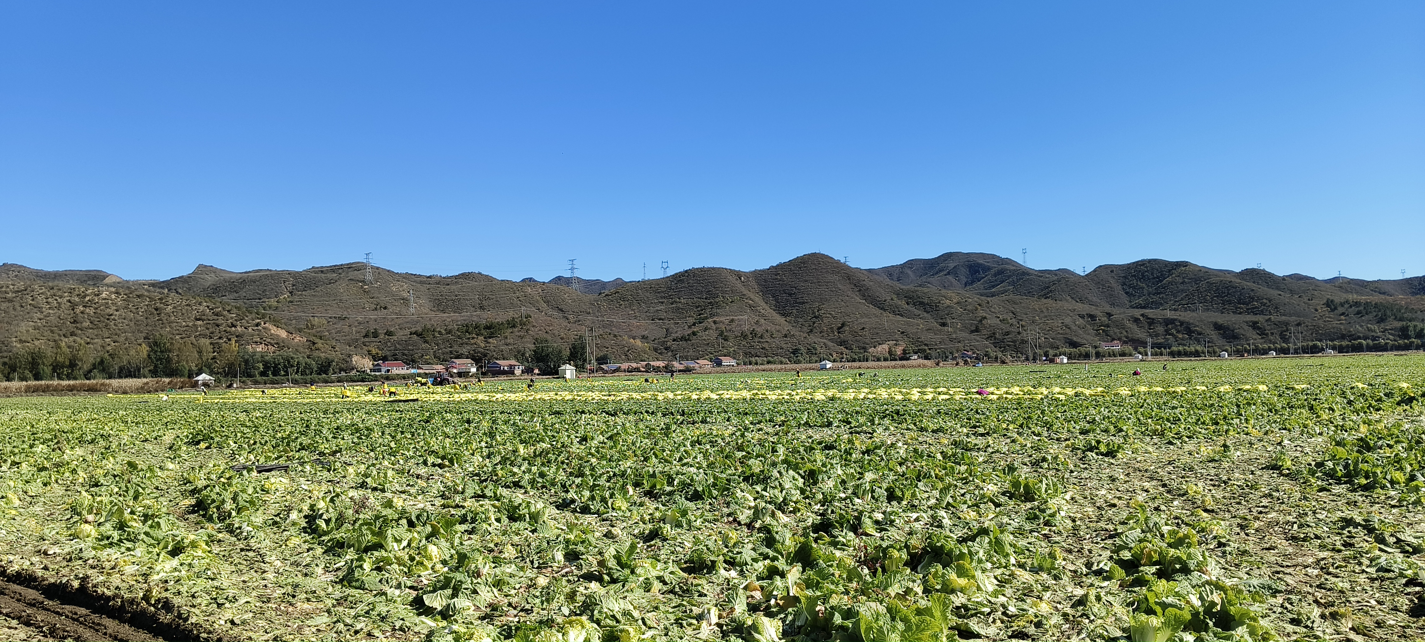 张北高原娃娃菜种植基地航拍图