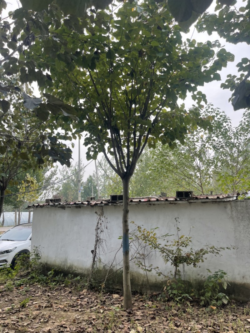 巨紫荆，紫荆，6-20公分产地直供，量大