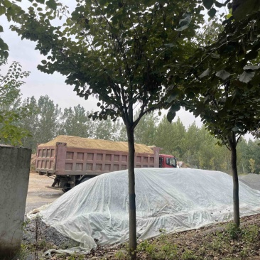 紫荆，巨紫荆，规格6-20公分，产地直销，量大