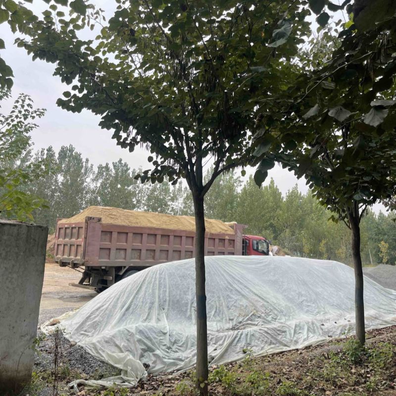 紫荆，巨紫荆，规格6-20公分，产地直销，量大