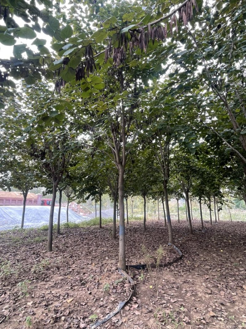 紫荆，巨紫荆，规格6-20公分，产地直销，量大
