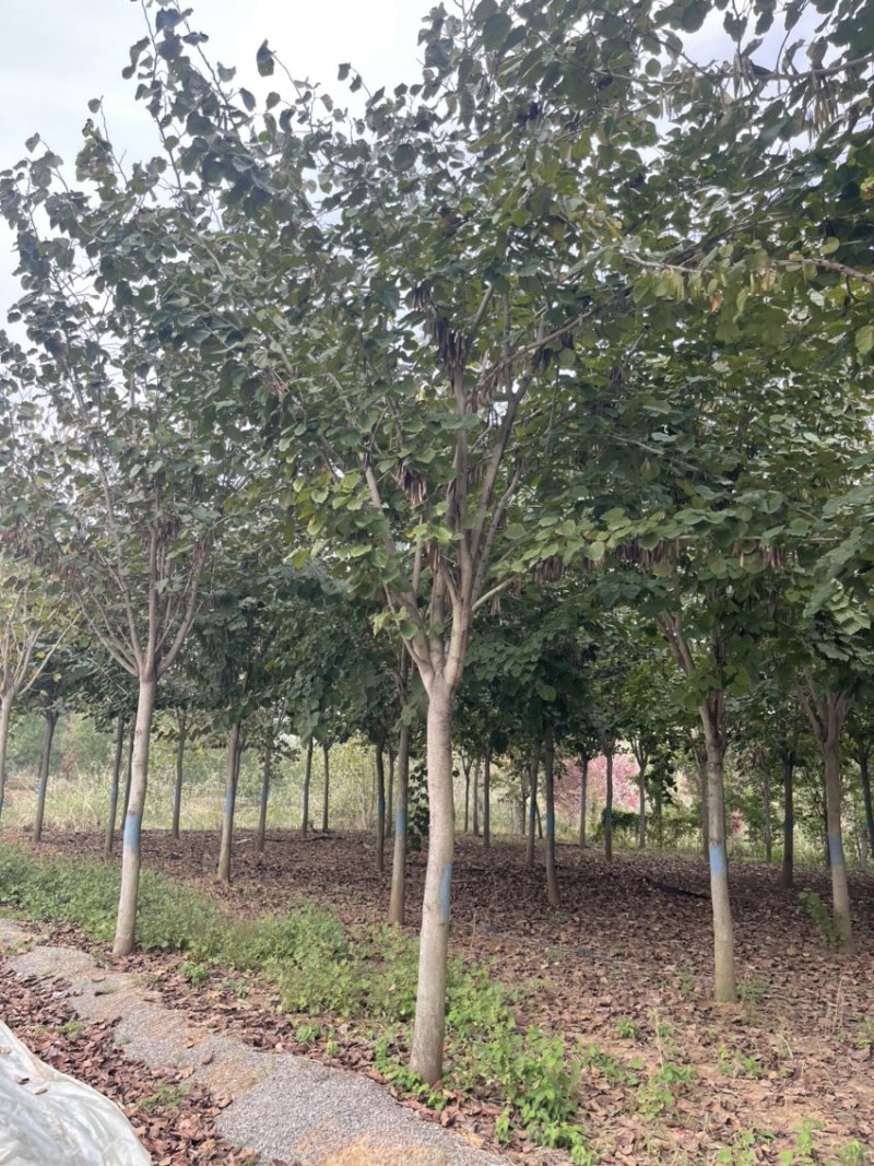 紫荆，巨紫荆，规格6-20公分，产地直销，量大