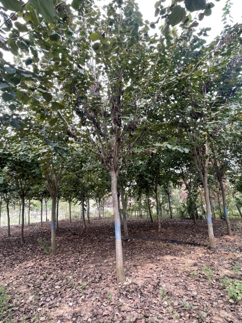 紫荆，巨紫荆，规格6-20公分，产地直销，量大