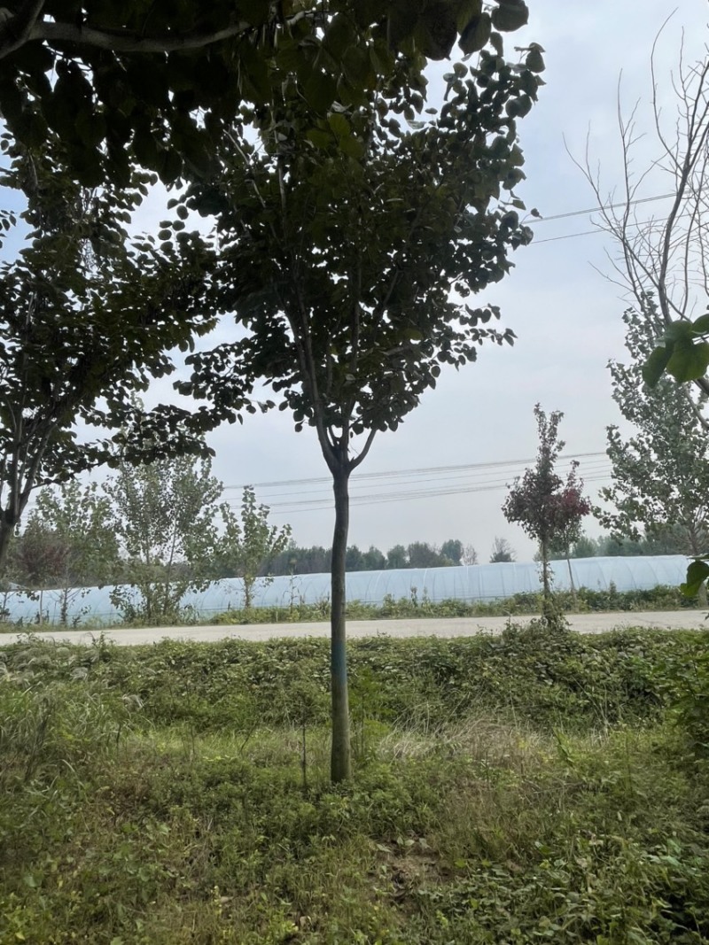 紫荆，巨紫荆，规格6-20公分，产地直销，量大