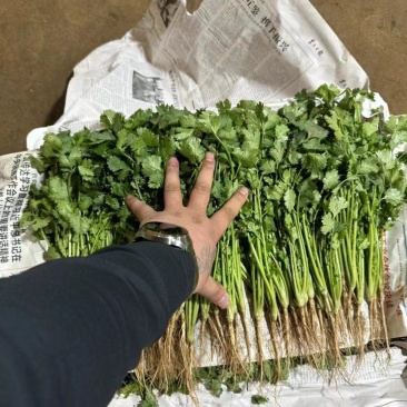 大叶香菜/铁杆香菜/精品香菜/小叶香菜/精品芫荽/全国可