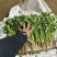 大叶香菜/铁杆香菜/精品香菜/小叶香菜/精品芫荽/全国可
