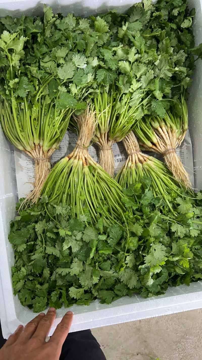 大叶香菜/铁杆香菜/精品香菜/小叶香菜/精品芫荽/全国可