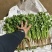 大叶香菜/铁杆香菜/精品香菜/小叶香菜/精品芫荽/全国可