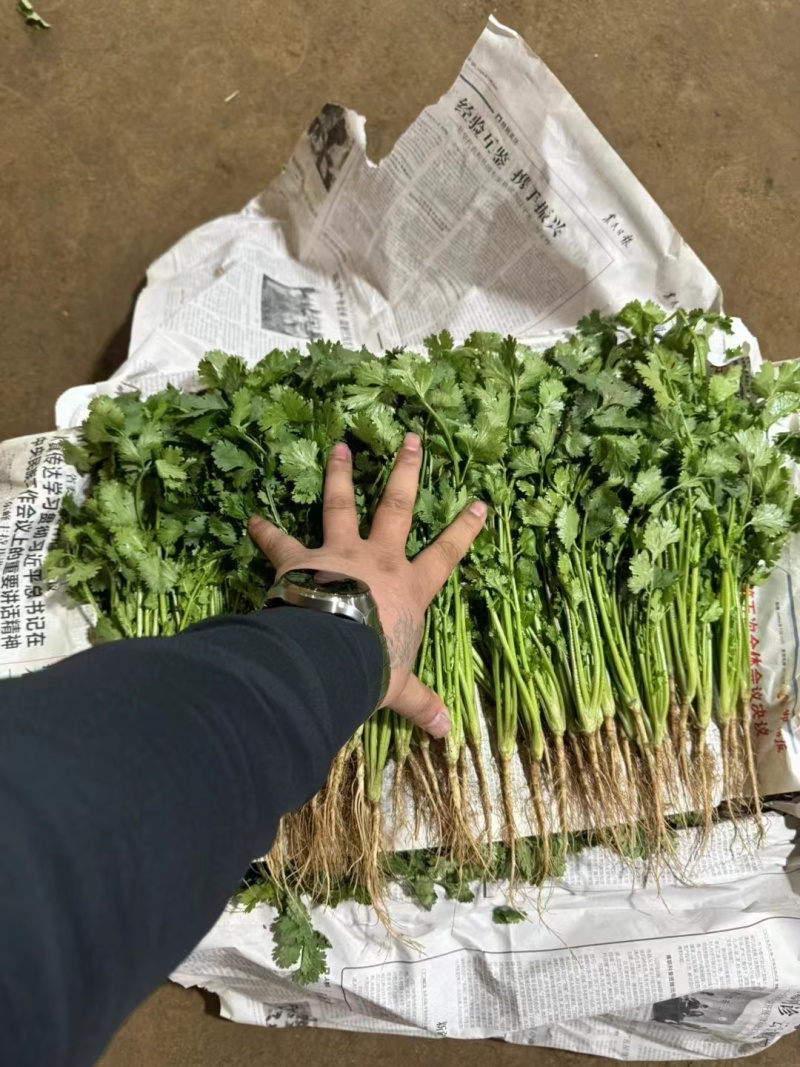 大叶香菜/铁杆香菜/精品香菜/小叶香菜/精品芫荽/全国可