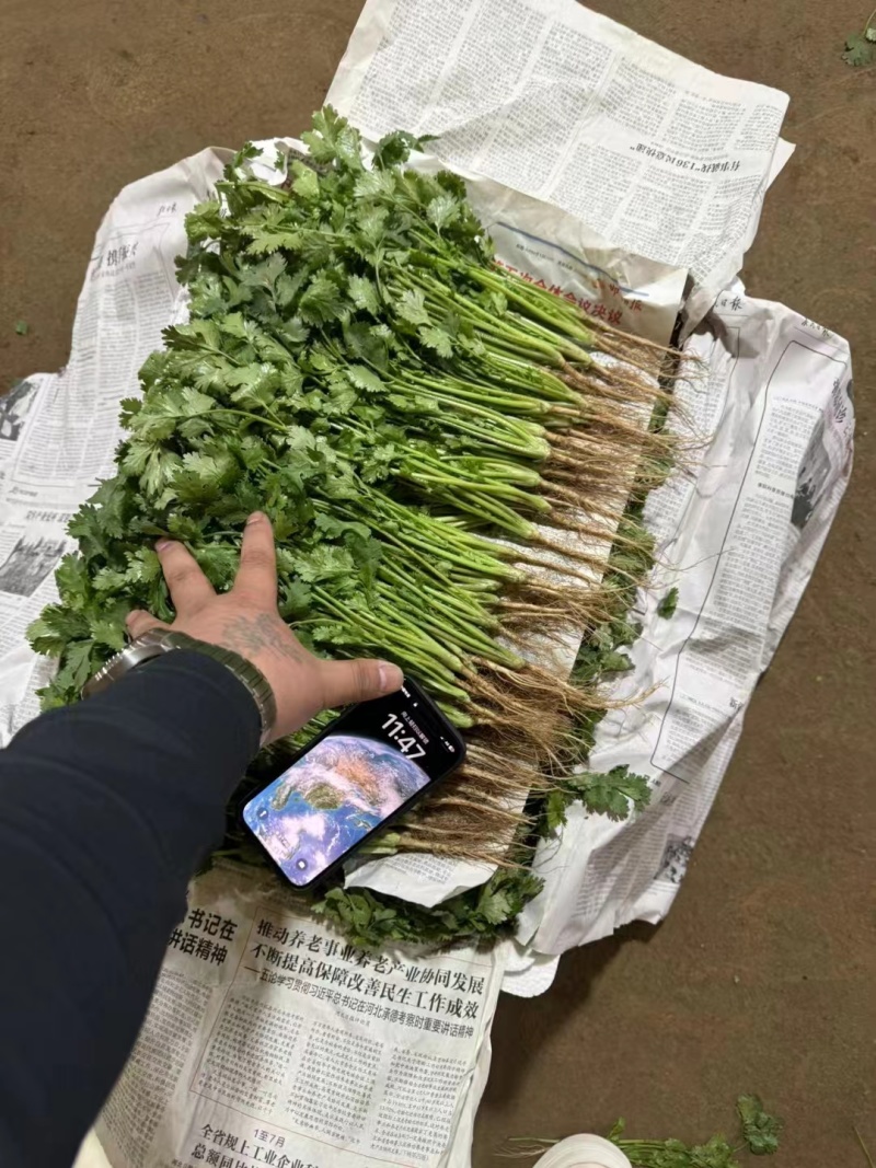大叶香菜/铁杆香菜/精品香菜/小叶香菜/精品芫荽/全国可