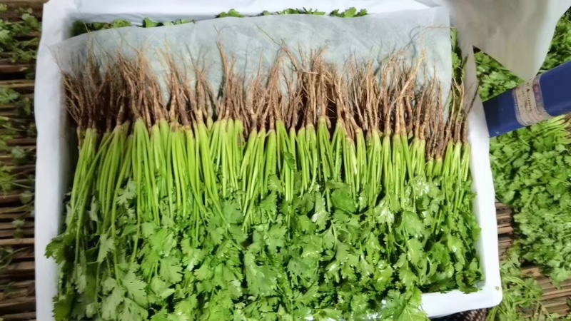 大叶香菜/铁杆香菜/精品香菜/小叶香菜/精品芫荽/全国可