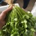 大叶香菜/铁杆香菜/精品香菜/小叶香菜/精品芫荽/全国可
