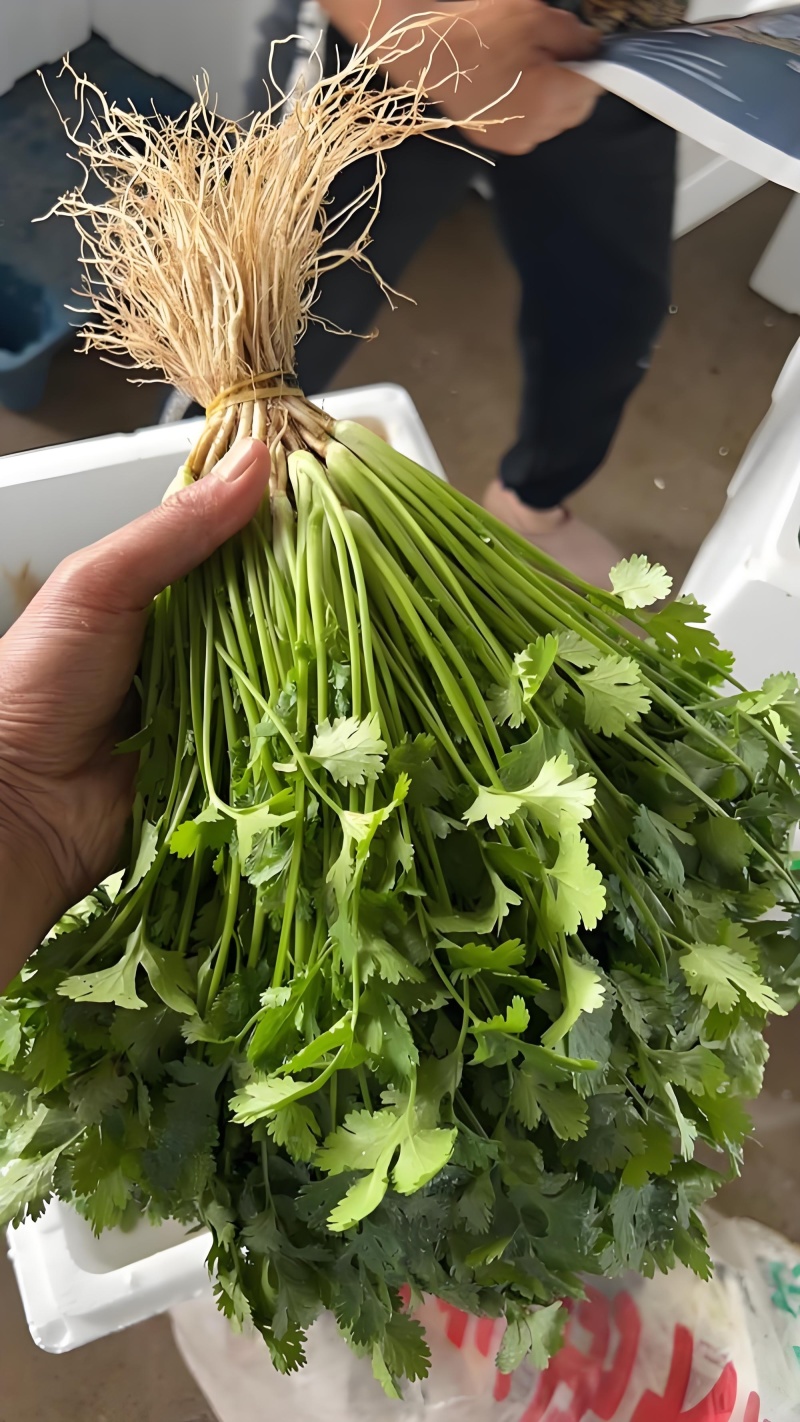 大叶香菜/铁杆香菜/精品香菜/小叶香菜/精品芫荽/全国可