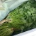 大叶香菜/铁杆香菜/精品香菜/小叶香菜/精品芫荽/全国可