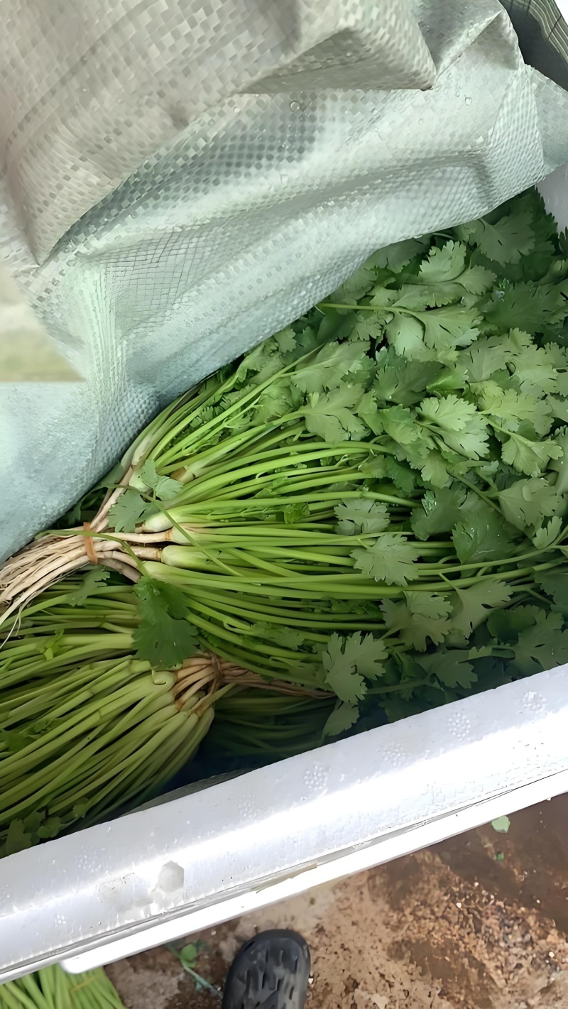 大叶香菜/铁杆香菜/精品香菜/小叶香菜/精品芫荽/全国可