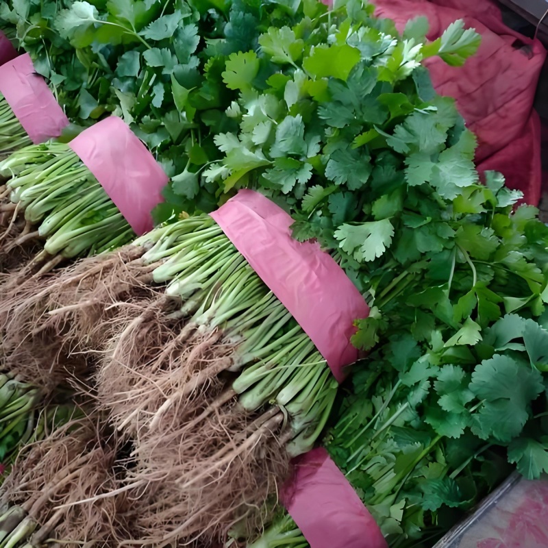 大叶香菜/铁杆香菜/精品香菜/小叶香菜/精品芫荽/全国可