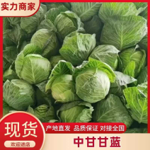精品甘蓝【包菜】大量上市，面向全国接单需要的老板联系