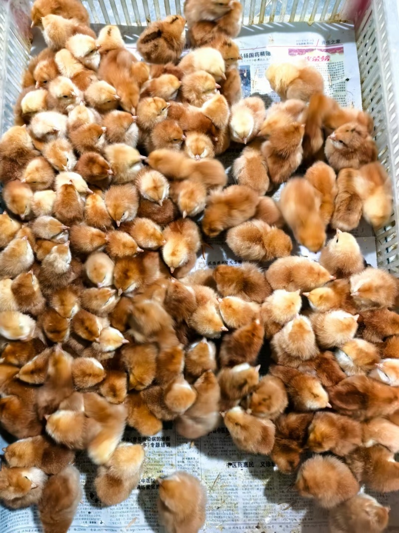 三黄鸡，土鸡，公母都有，包运费，包疫苗，包活到家
