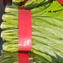 油麦菜/精品油麦菜/20~25厘米以上丨基地直发全国可货