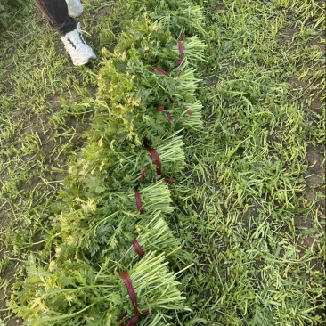 茼蒿菜，茼蒿，毛把菜，蒿子杆，实心光杆