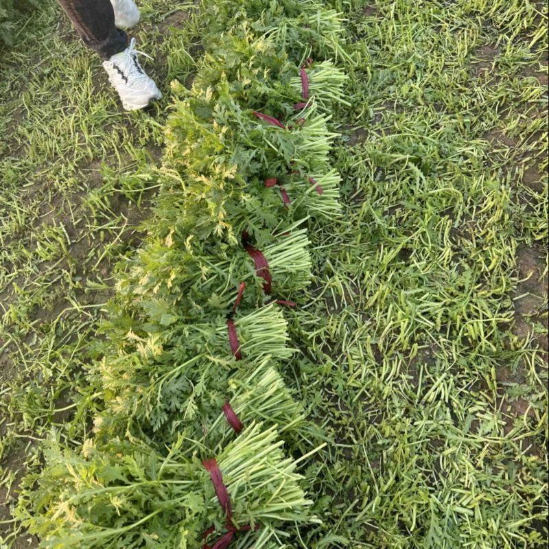 茼蒿菜，茼蒿，毛把菜，蒿子杆，实心光杆