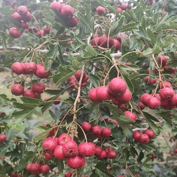 甜红子山楂，铁楂。葫芦岛市南票区。