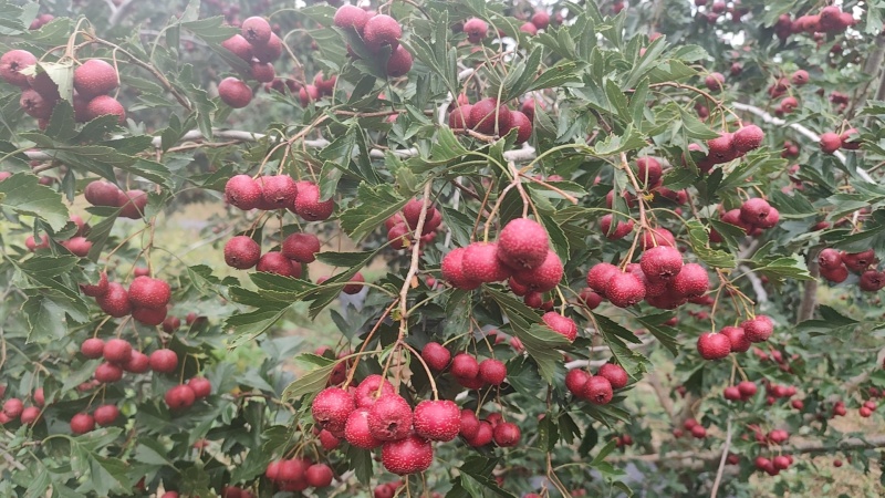 甜红子山楂，铁楂。葫芦岛市南票区。