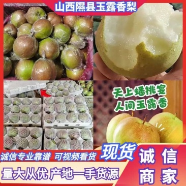 山西隰县香梨玉露香梨库存货量大从优批发零售欢迎